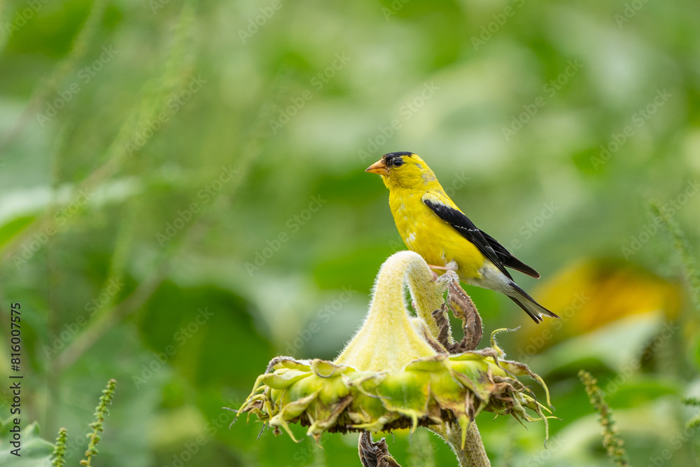 American Goldfinch on Summer Sunflower American Goldfinch on Summer Sunflower