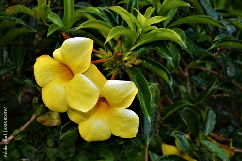 Allamanda cathartica, commonly called golden trumpet (trumpetvine) or yellow allamanda, as seen in Costa Rica photo