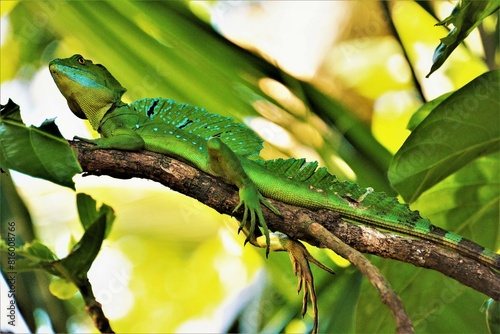 Male of the Plumed basilisk (Basiliscus plumifrons, green basilisk - double crested basilisk - Jesus Christ lizard) observed in Cahuita National Park (Limón Province, Costa Rica) photo