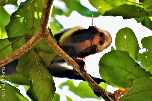 Panamanian white-faced capuchin (Cebus imitator) - a medium-sized monkey of the family Cebidae observed in Cahuita National Park (Limón Province, Costa Rica) photo