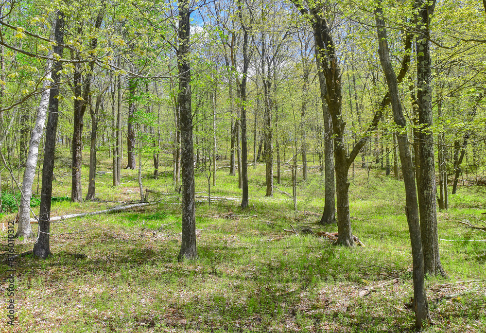 spring in bloom in the forest of new england spring in bloom in the forest of new england