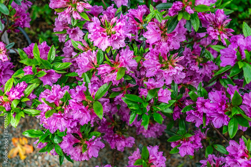 Wallpaper Mural Purple Flowers Background Torontodigital.ca