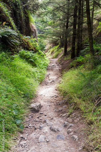 wonderful forest hiking path at the point Reyes national seashore area  california