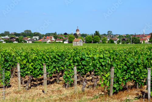 Beaune, Cote de Beaune, Cote d'Or, Burgundy, France, Europe - vineyards on outskirts of the city, Beaune city in background with characteristic Dome of Notre Dame Collegiale and Hotel-Dieu tower