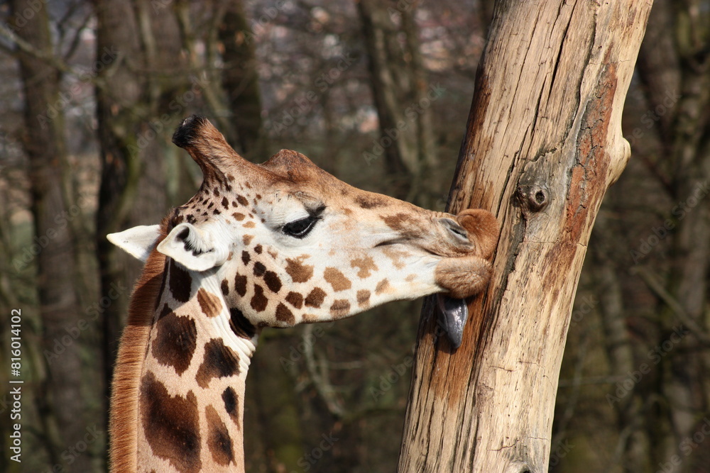 Giraffe, tree Giraffe, tree