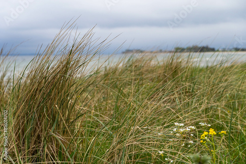 Küstenlandschaft: Wildes Gras und Blumen vor ruhigem Meer photo