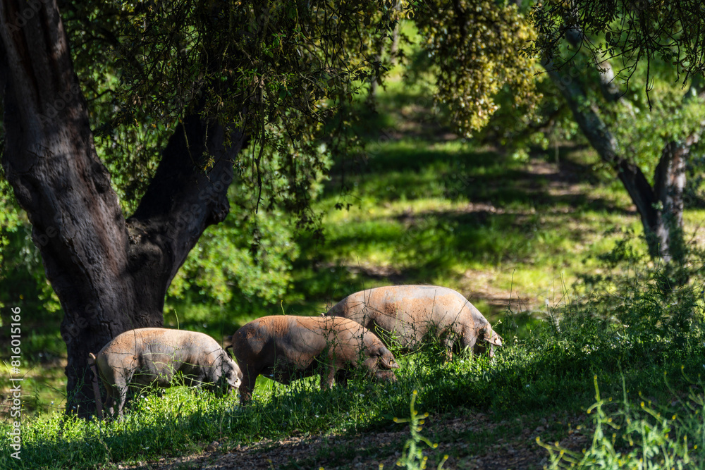 Fototapeta premium Herd of Iberian pigs, Sus scrofa domestica, Sierra Morena, Sierra Norte de Sevilla, province of Seville, Andalusia