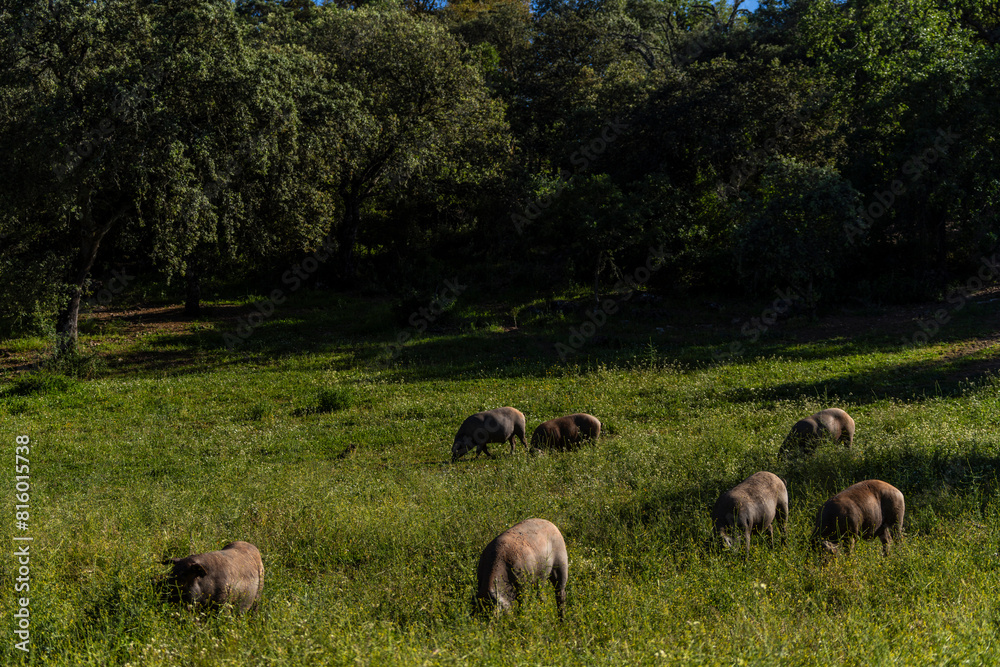 Herd of Iberian pigs, Sus scrofa domestica, Sierra Morena, Sierra Norte de Sevilla, province of Seville, Andalusia
