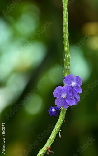 Beautiful close-up of stachytarpheta purpurea photo