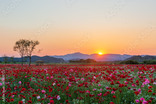 A view full of red poppies in a riverside field. Sunset view of Akyang bank in Haman-gun, South Gyeongsang Province, South Korea. photo