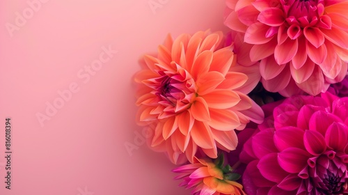 fuchsia pink and orange dahlia flower pattern background  bold colors