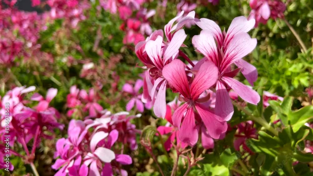Pink geranium flowers in a summer garden.Blooming Pelargonium capitatum or Malvarrosa.Selective focus. Pink geranium flowers in a summer garden.Blooming Pelargonium capitatum or Malvarrosa.Selective focus.