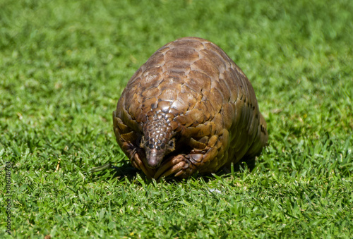 Cape pangolin, also known as Temminck's pangolin (Latin: Smutsia temminckii), in a wildlife sanctuary in Zimbabwe.