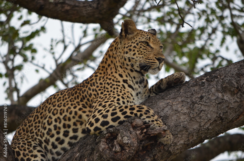 Leopard at Sabi Sabi game reserve, South Africa Leopard at Sabi Sabi game reserve, South Africa