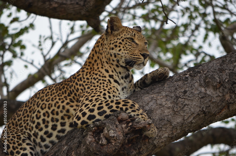 Leopard at Sabi Sabi game reserve, South Africa Leopard at Sabi Sabi game reserve, South Africa