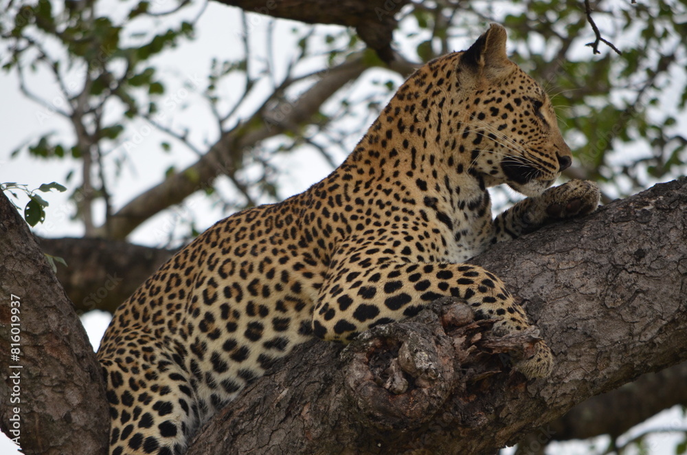Leopard at Sabi Sabi game reserve, South Africa Leopard at Sabi Sabi game reserve, South Africa