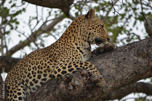 Leopard at Sabi Sabi game reserve, South Africa © Vijay