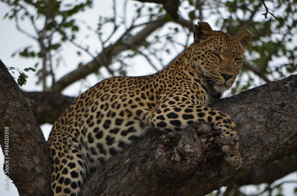 Leopard at Sabi Sabi game reserve, South Africa Leopard at Sabi Sabi game reserve, South Africa