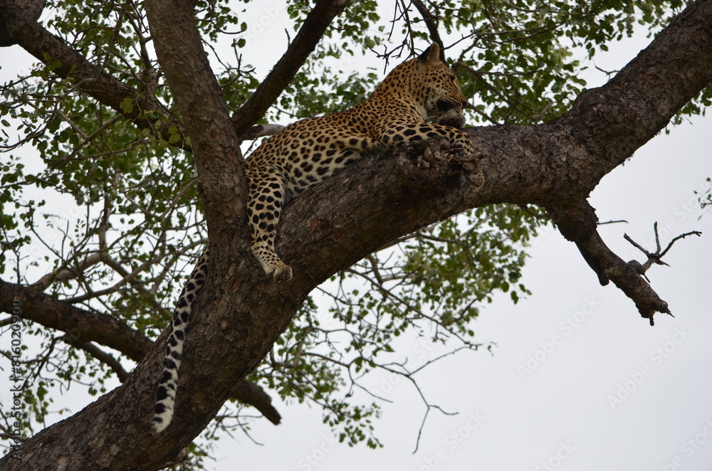 Leopard at Sabi Sabi game reserve, South Africa Leopard at Sabi Sabi game reserve, South Africa