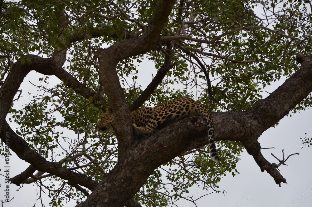 Leopard at Sabi Sabi game reserve, South Africa Leopard at Sabi Sabi game reserve, South Africa
