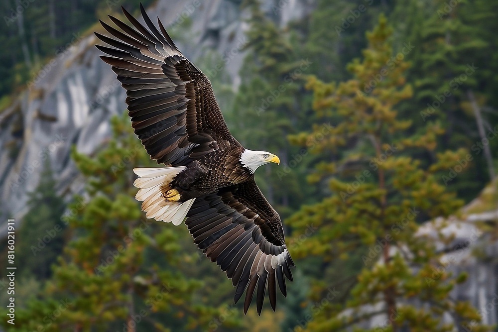 Fototapeta premium Adult bald eagle in flight against the background of forested mountains, Haliaeetus leucocephalus