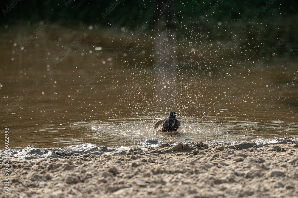 starling bird washing wash itself in the water starling bird washing wash itself in the water