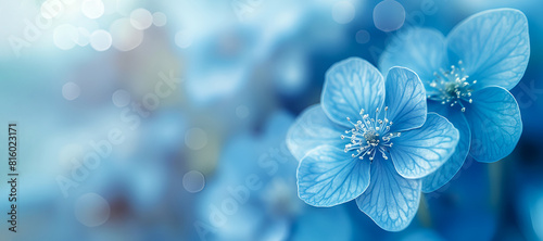 Delicate natural floral background in light blue pastel colors. Blue flowers close up with selective focus on blurred background. Macro photography. © Наталья Зюбр