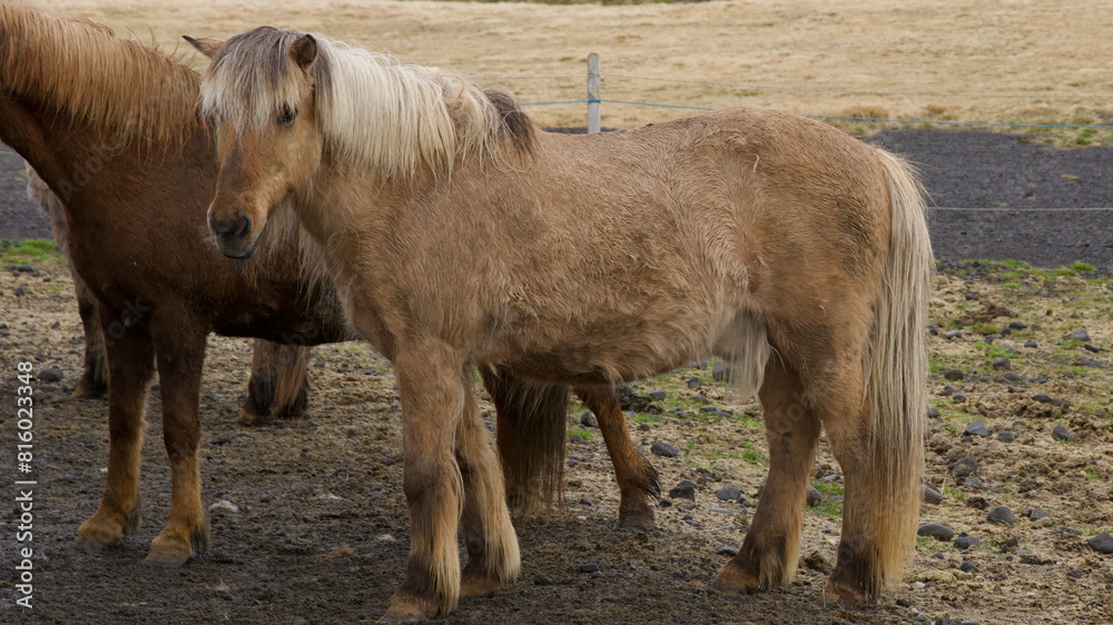 Obraz premium two horses on a meadow