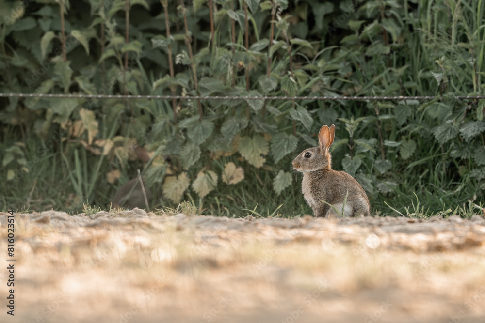 Fototapeta premium cute little bunny in the sand