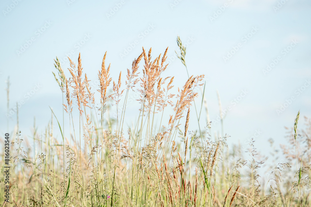 Fototapeta premium beautiful grass with blue background abstract nature close-up flowers