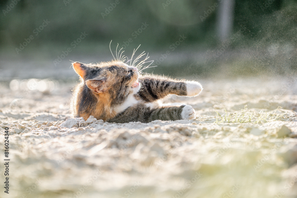 pretty calico cat kitty feline in the sand with beautiful sand being happy rolling pretty calico cat kitty feline in the sand with beautiful sand being happy rolling