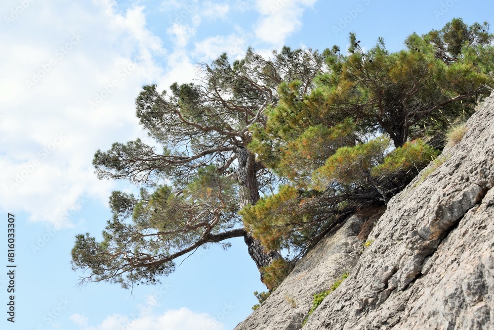 Lonely pine tree grows on rocks in the mountains Lonely pine tree grows on rocks in the mountains