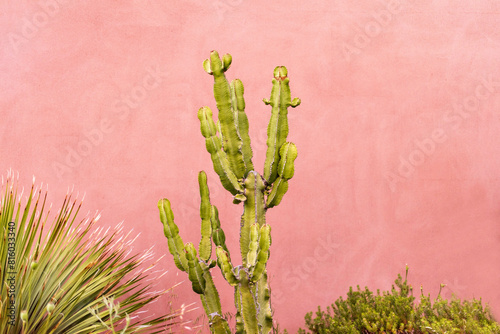 Vivid cactus stands against weathered pink-orange wall, surrounded by lush greenery. Corsican summer charm captured photo
