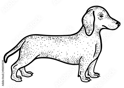 Dachshund sausage dog sketch engraving PNG illustration. T-shirt apparel print design. Scratch board imitation. Black and white hand drawn image.