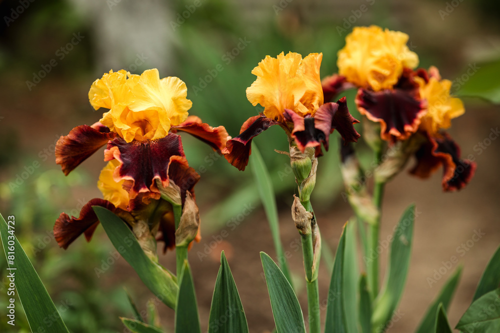 Yellow-brown blooming iris close-up against the backdrop of a green garden. Sunny day. Lots of irises. Large cultivated flower of bearded iris (Iris germanica).