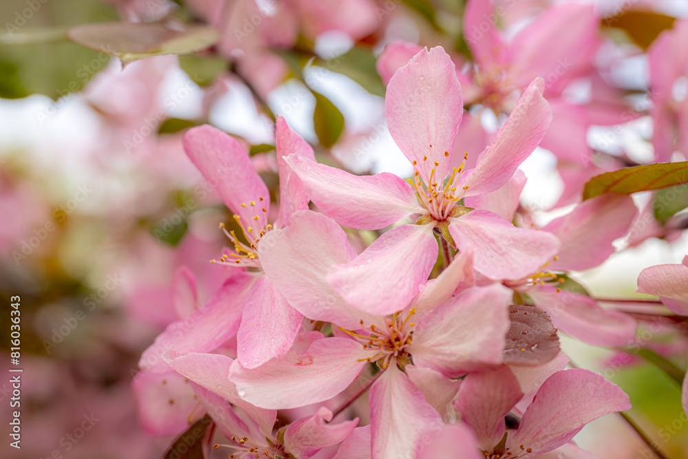 Vibrant close-up of pink decorative apple flowers in full bloom, showcasing delicate petals and stamens with a soft-focus background. Vibrant close-up of pink decorative apple flowers in full bloom, showcasing delicate petals and stamens with a soft-focus background.
