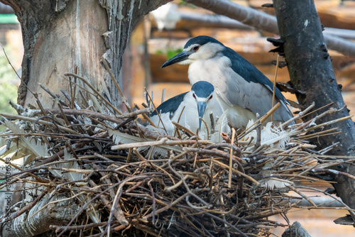 Foto Black-crowned night heron commonly shortened to just night-heron in Eurasia
