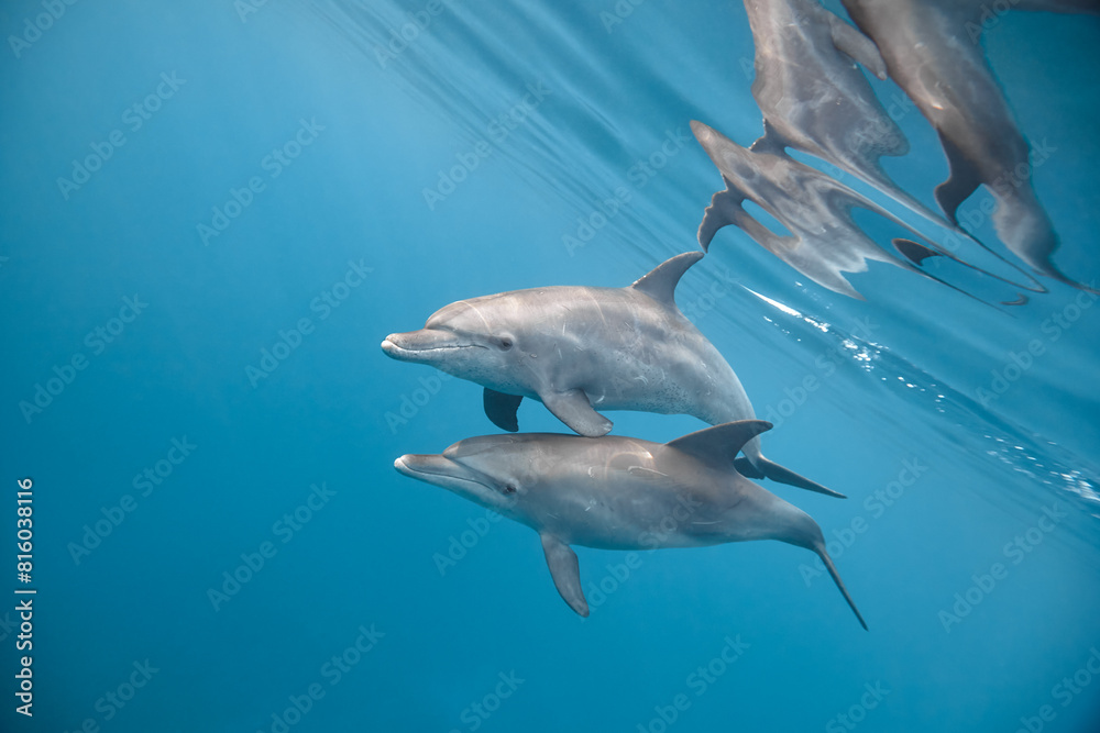 Fototapeta premium Common bottlenose dolphin tursiops truncatus underwater