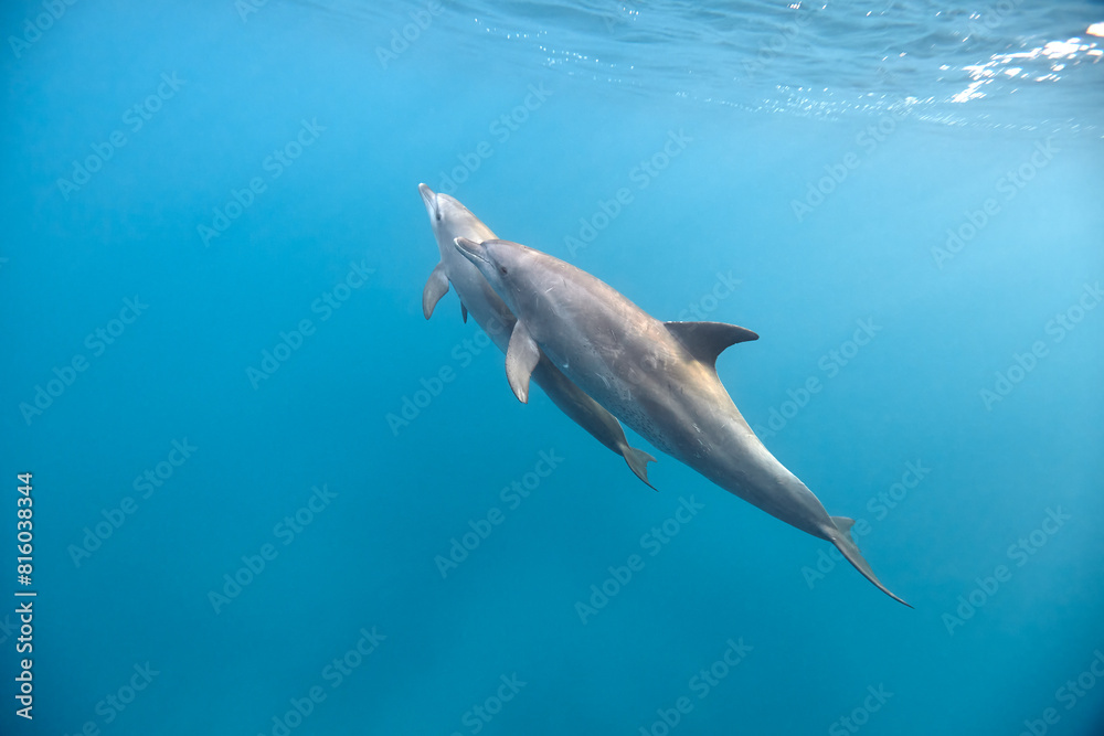 Fototapeta premium Common bottlenose dolphin tursiops truncatus underwater
