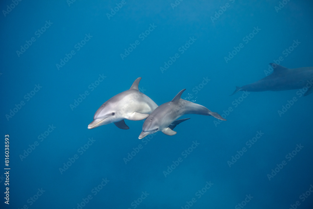 Obraz premium Common bottlenose dolphin tursiops truncatus underwater
