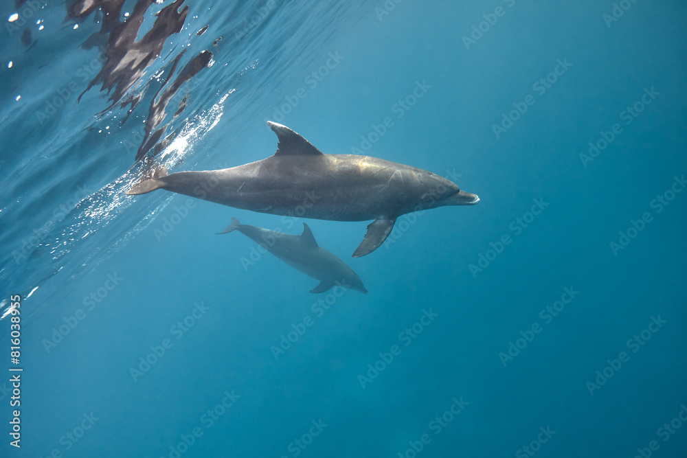 Obraz premium Common bottlenose dolphin tursiops truncatus underwater