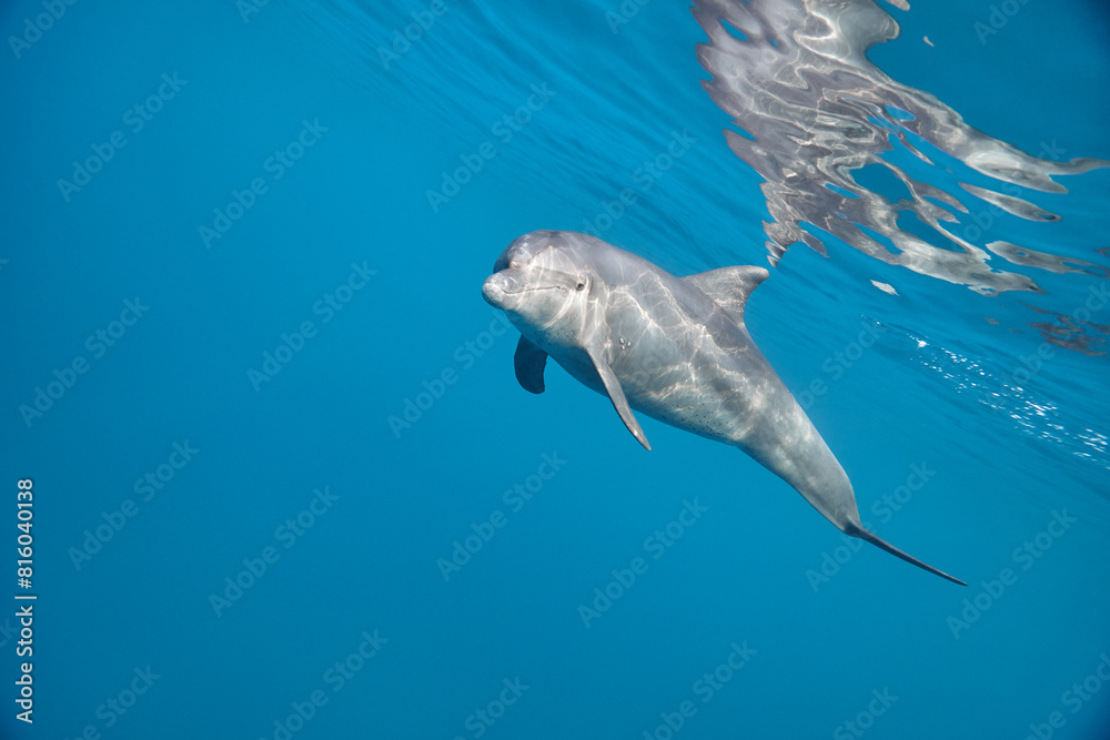 Naklejka premium Common bottlenose dolphin tursiops truncatus underwater