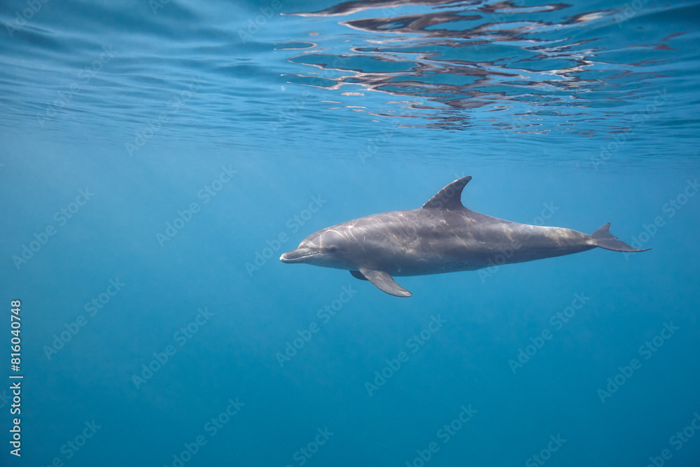 Fototapeta premium Common bottlenose dolphin tursiops truncatus underwater