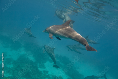 Common bottlenose dolphin tursiops truncatus underwater