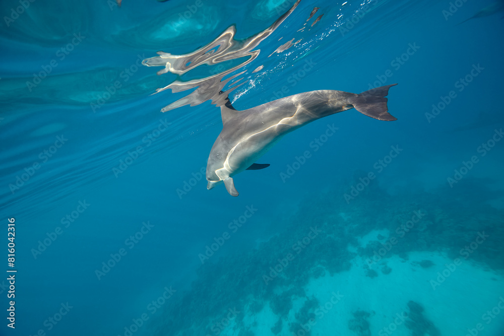 Naklejka premium Common bottlenose dolphin tursiops truncatus underwater