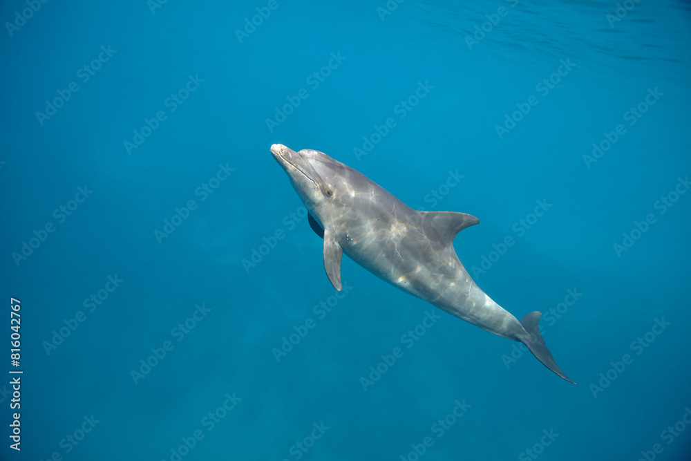 Fototapeta premium Common bottlenose dolphin tursiops truncatus underwater