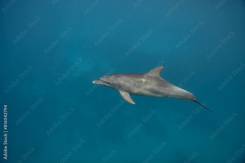 Fototapeta premium Common bottlenose dolphin tursiops truncatus underwater