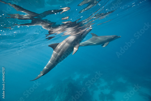 Common bottlenose dolphin tursiops truncatus underwater