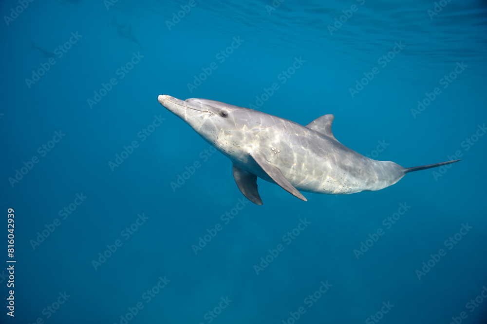 Fototapeta premium Common bottlenose dolphin tursiops truncatus underwater