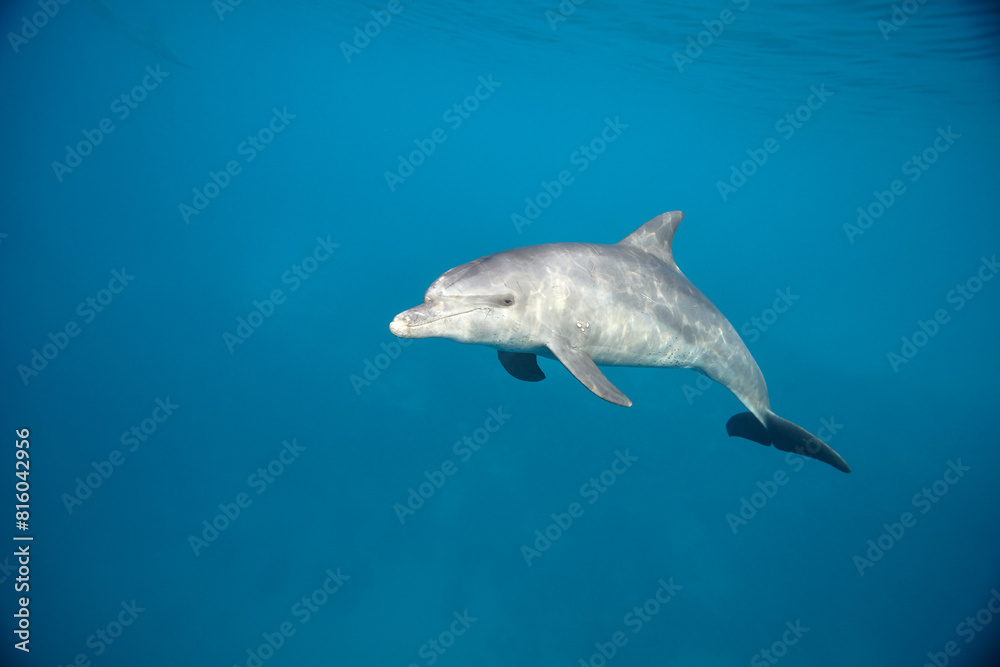 Fototapeta premium Common bottlenose dolphin tursiops truncatus underwater